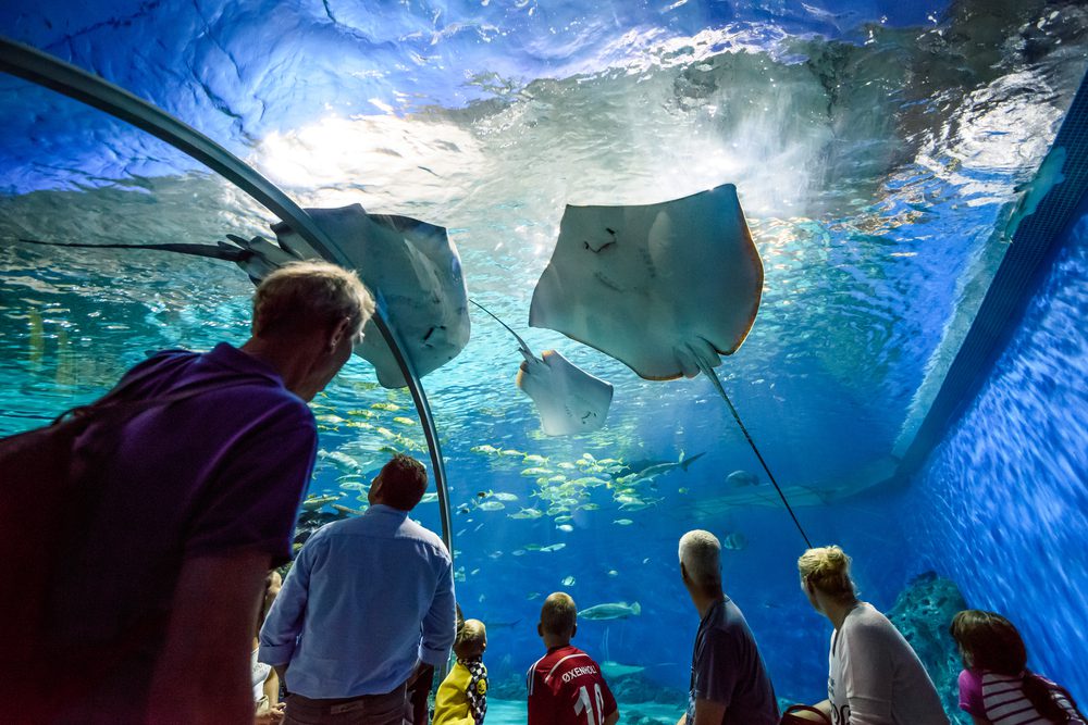 Copenhagen,,Denmark,-,August,01:,Under,Water,Glass,Tunnel,In